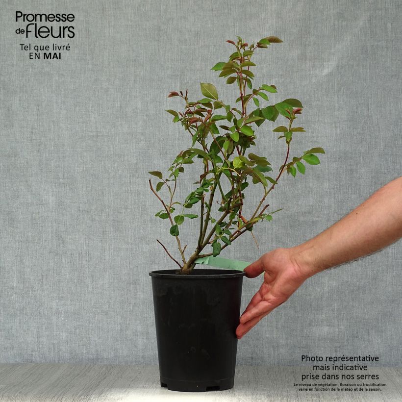 Exemplar von Rosa Albrighton Rambler - Austin Rambler-Rose Topf mit 4L/5L wie im Frühjahr geliefert