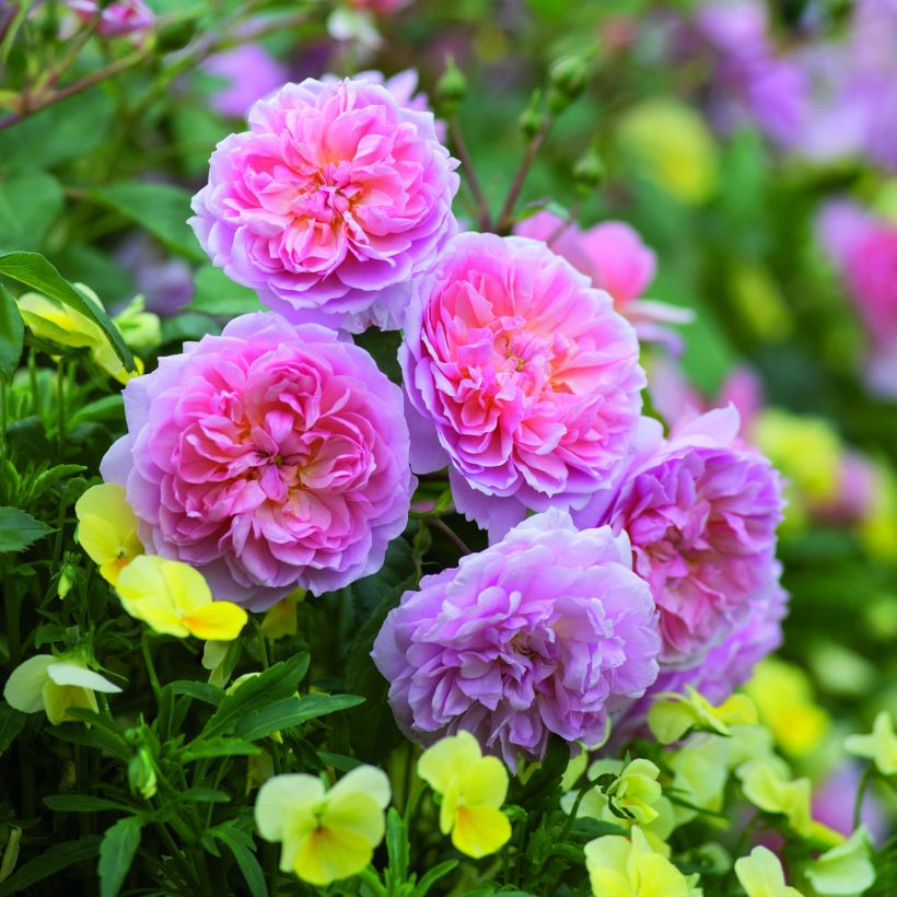 Rosa moschata Anne Boleyn - Englische Rose (Flowering)