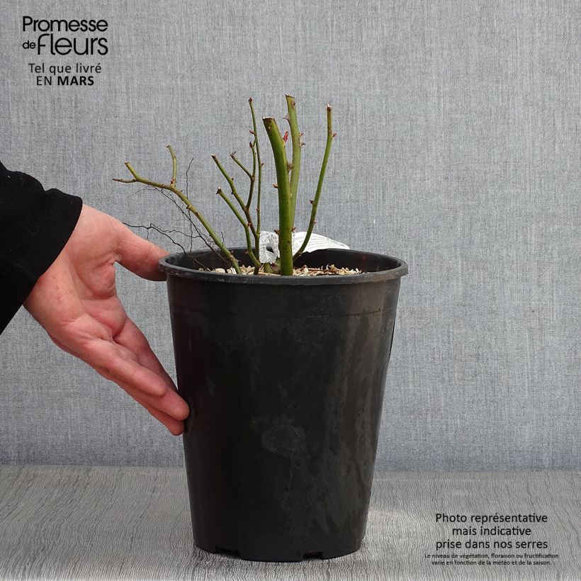 Exemplar von Rosa Bathsheba - Englische Rose Topf mit 4L/5L wie im Winter geliefert