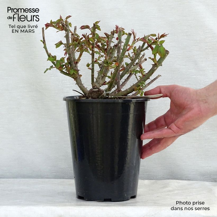 Example of Rosa Benjamin Britten - Englische Rose Topf mit 4L/5L as you get in hiver