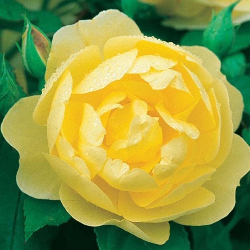 Rosa Blythe Spirit - Englische Rose (Flowering)