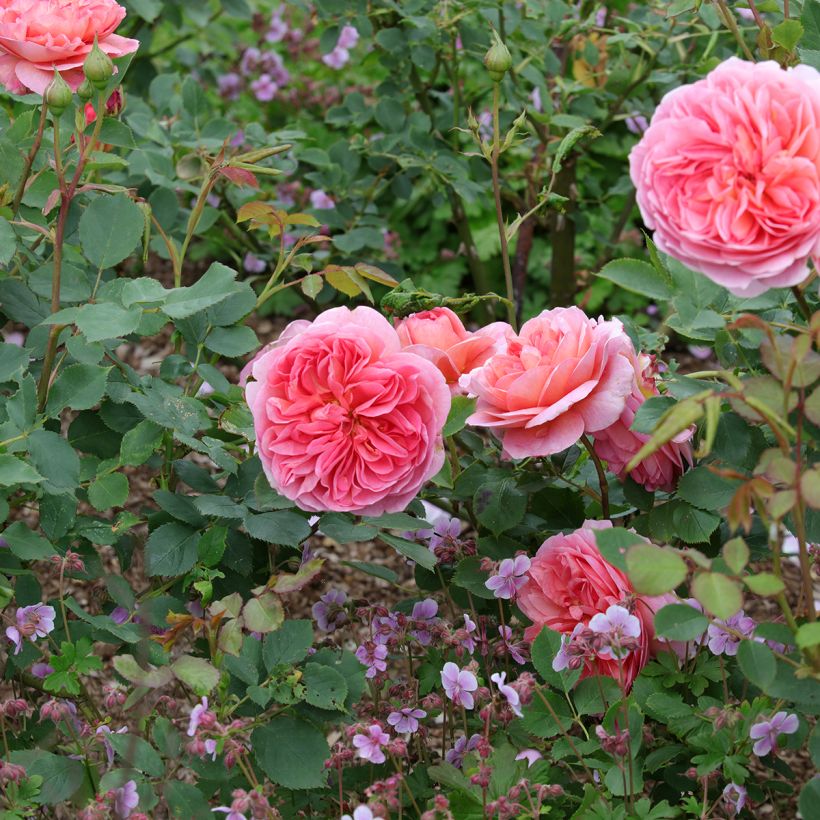Rosa Boscobel - Englische Rose (Plant habit)