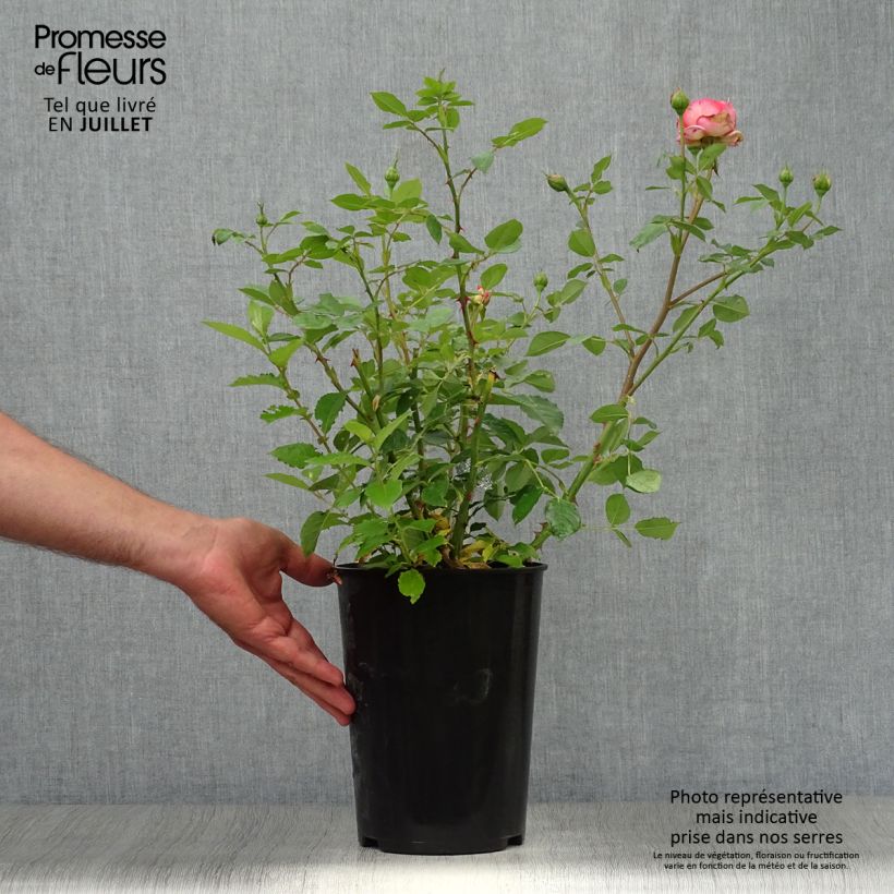 Example of Rosa Boscobel - Englische Rose Topf mit 4L/5L as you get in ete