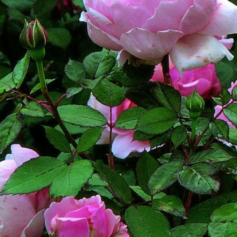 Rosa Brother Cadfael - Englische Rose (Foliage)