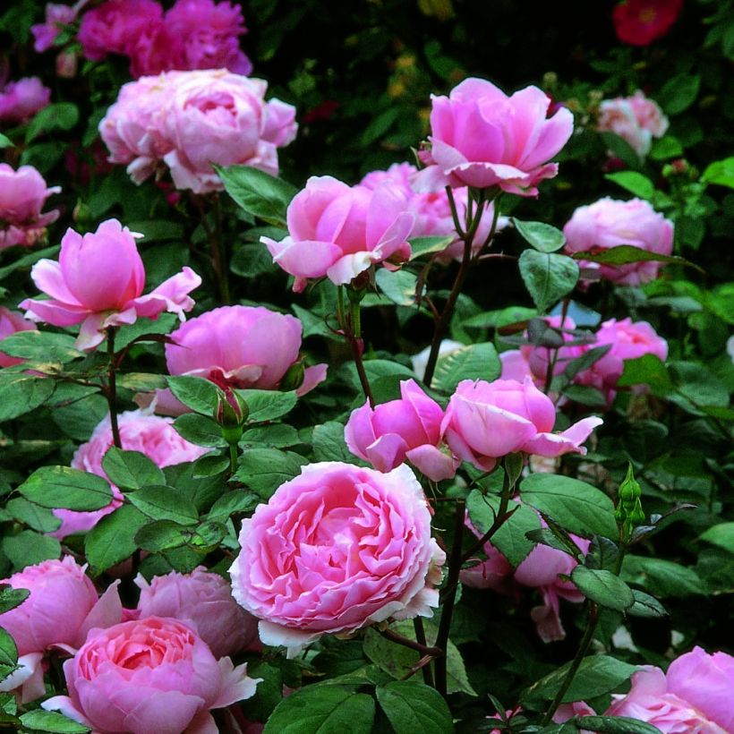 Rosa Brother Cadfael - Englische Rose (Flowering)