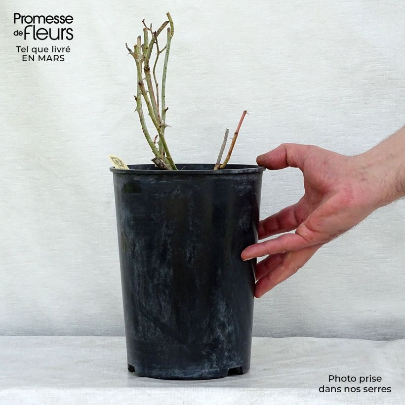 Exemplar von Rosa Carolyn Knight - Englische Rose Topf mit 4L/5L wie im Winter geliefert