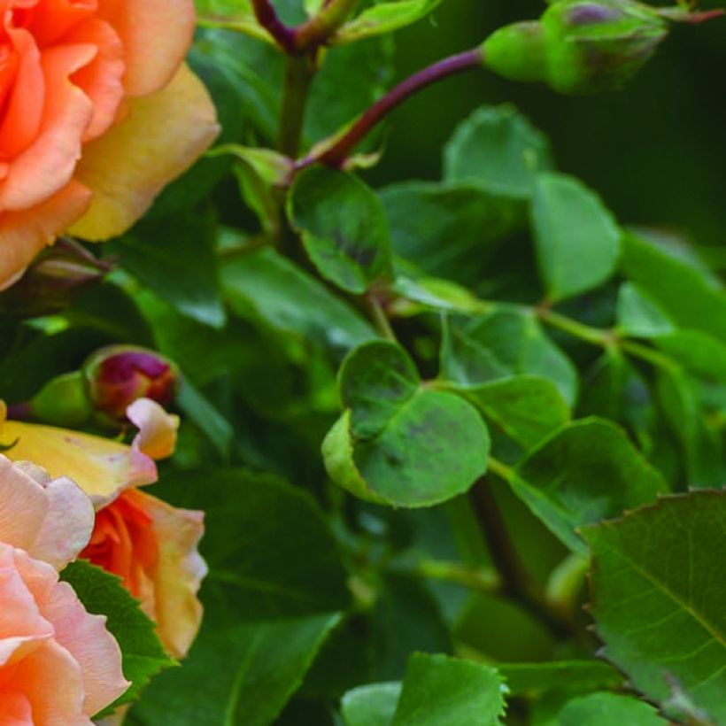 Rosa Dame Judi Dench - Englische Rose (Foliage)