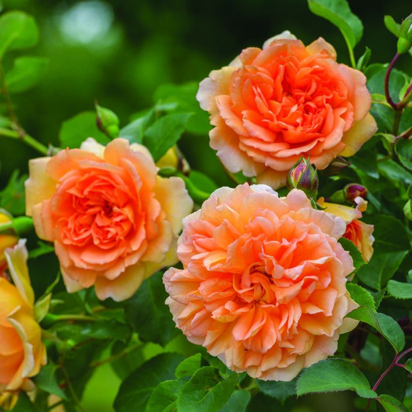 Rosa Dame Judi Dench - Englische Rose (Flowering)