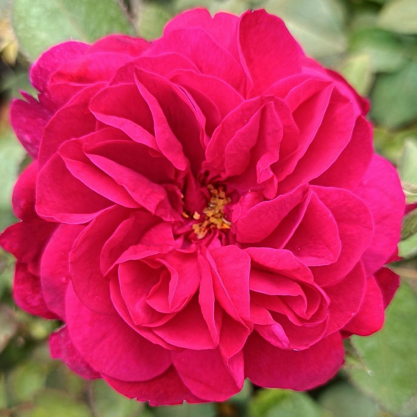 Rosa Darcey Bussel - Englische Rose (Flowering)
