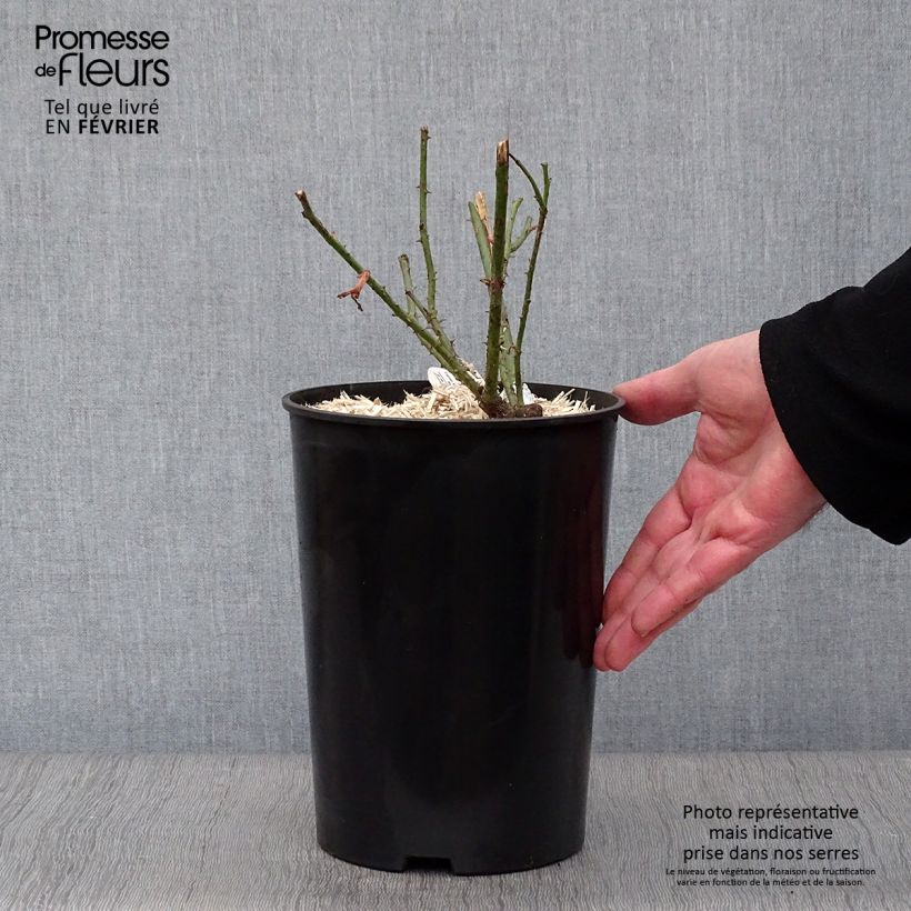 Exemplar von Rosa Darcey Bussel - Englische Rose Topf mit 4L/5L wie im Winter geliefert