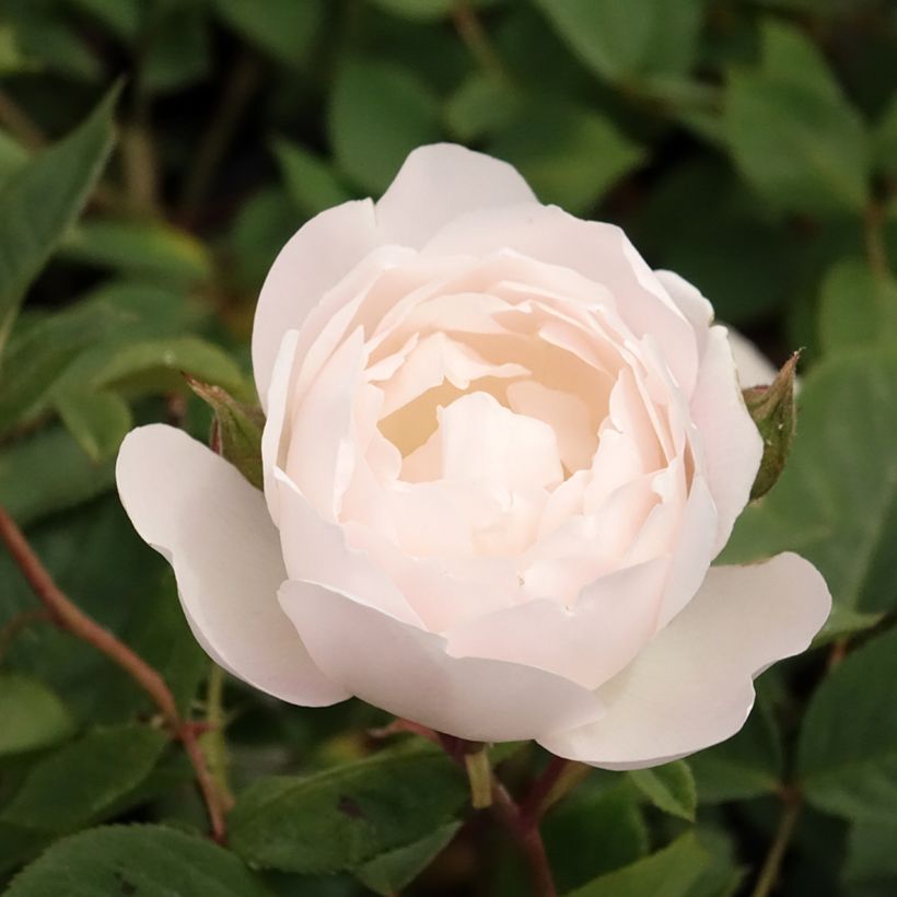 Rosa Desdemona - Englische Rose (Flowering)