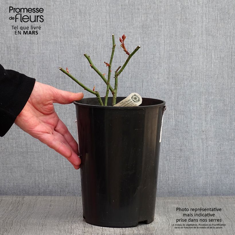 Exemplar von Rosa Eglantyne - Englische Rose Topf mit 4L/5L wie im Winter geliefert