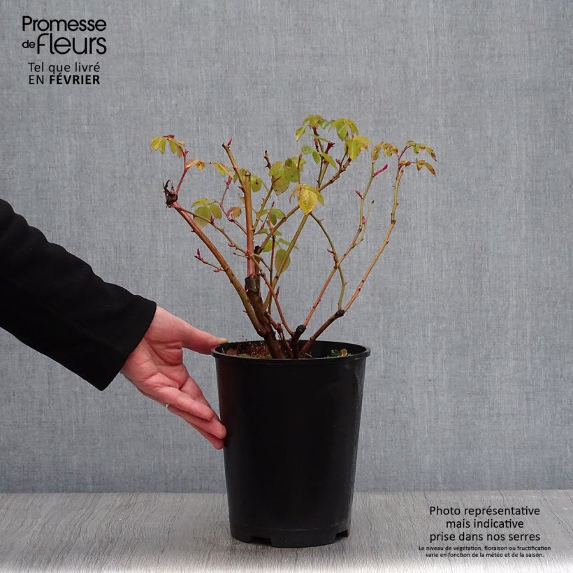 Exemplar von Rosa Graham Thomas - Englische Rose Topf mit 4L/5L wie im Winter geliefert