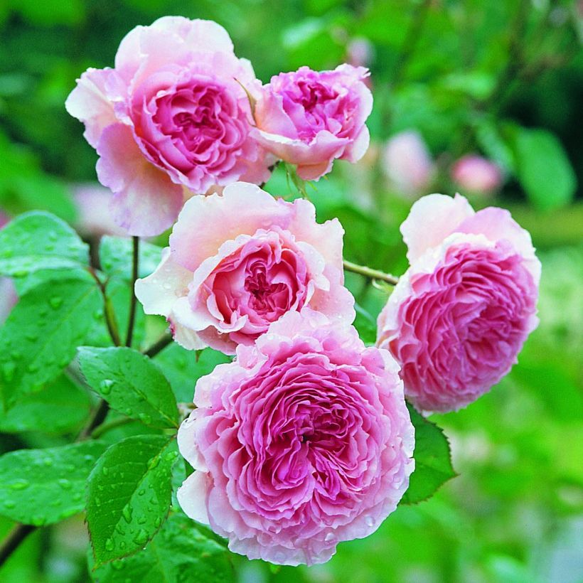 Rosa James Galway - Englische Rose (Flowering)