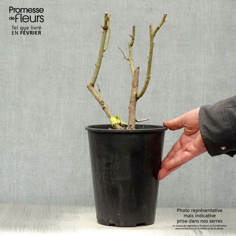 Exemplar von Rosa James Galway - Englische Rose Topf mit 4L/5L wie im Winter geliefert