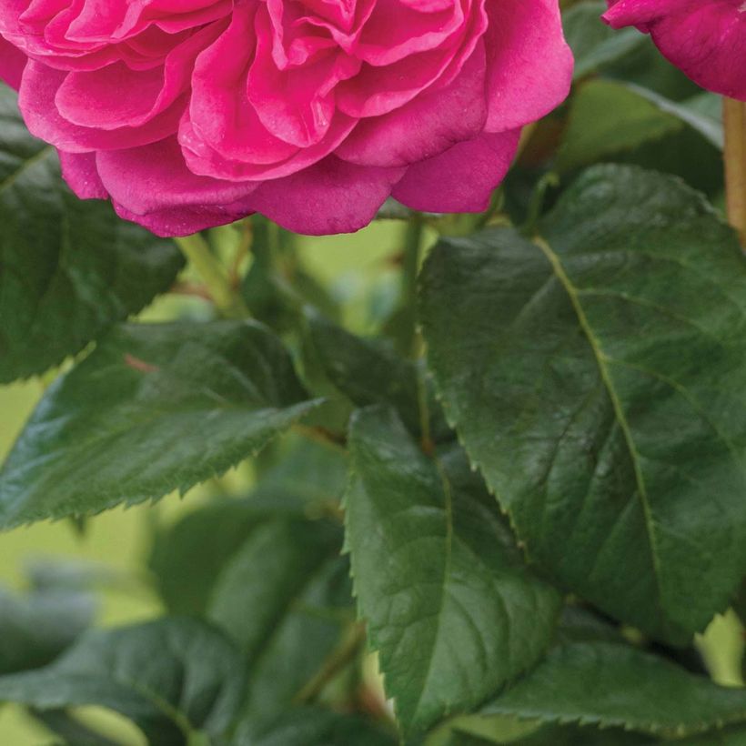 Rosa James L. Austin - Englische Rose (Foliage)