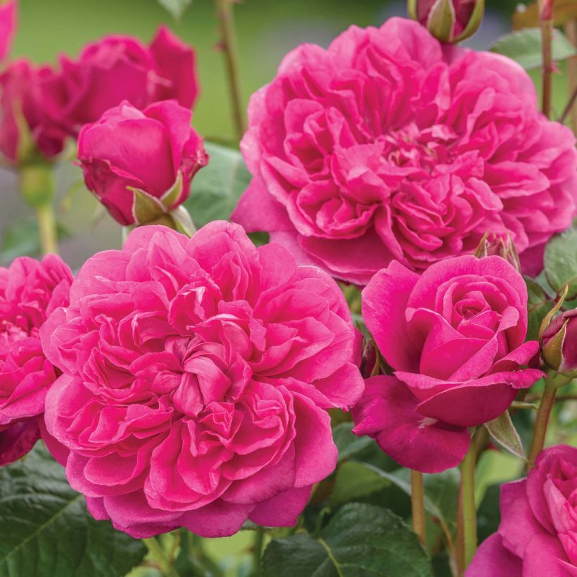 Rosa James L. Austin - Englische Rose (Flowering)