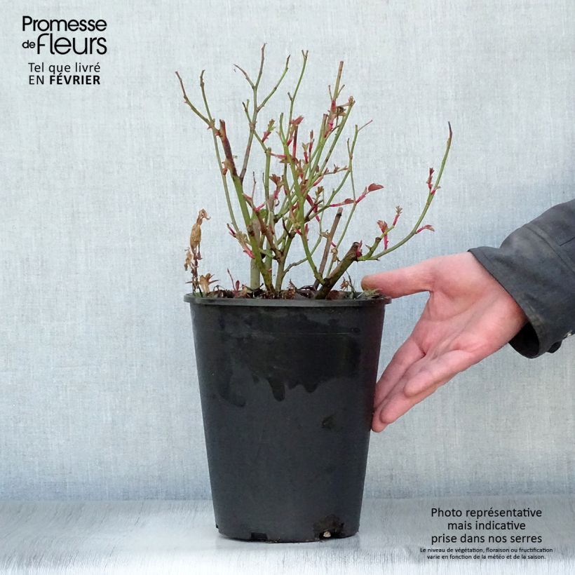 Example of Rosa Kew Gardens - Englische Rose Topf mit 3L/4L as you get in hiver