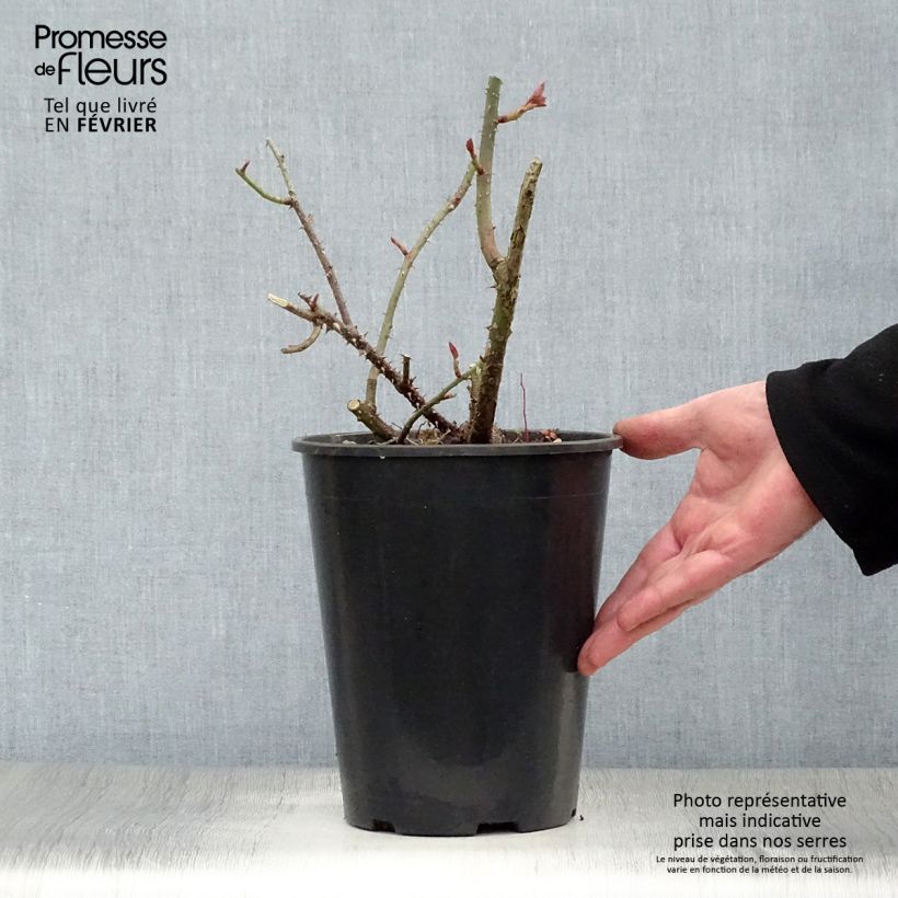 Example of Rosa LD Braithwaite - Englische Rose Topf mit 4L/5L as you get in hiver