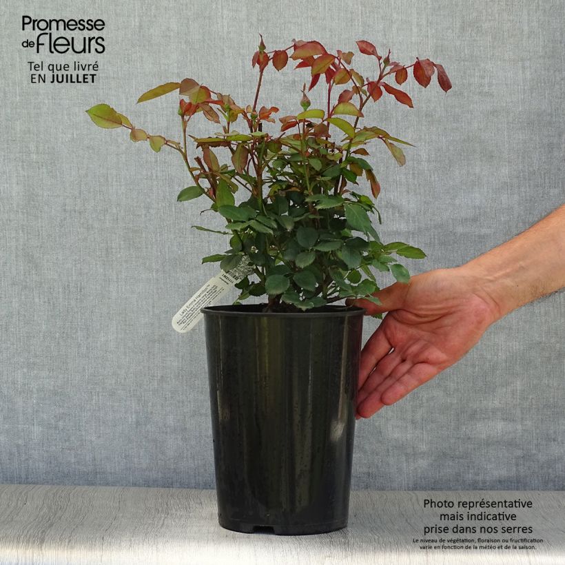 Example of Rosa Lady Emma Hamilton - Englische Rose Topf mit 4L/5L as you get in ete