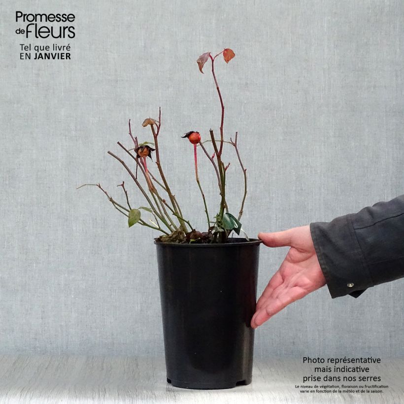 Exemplar von Rosa Lady Emma Hamilton - Englische Rose Topf mit 4L/5L wie im Winter geliefert