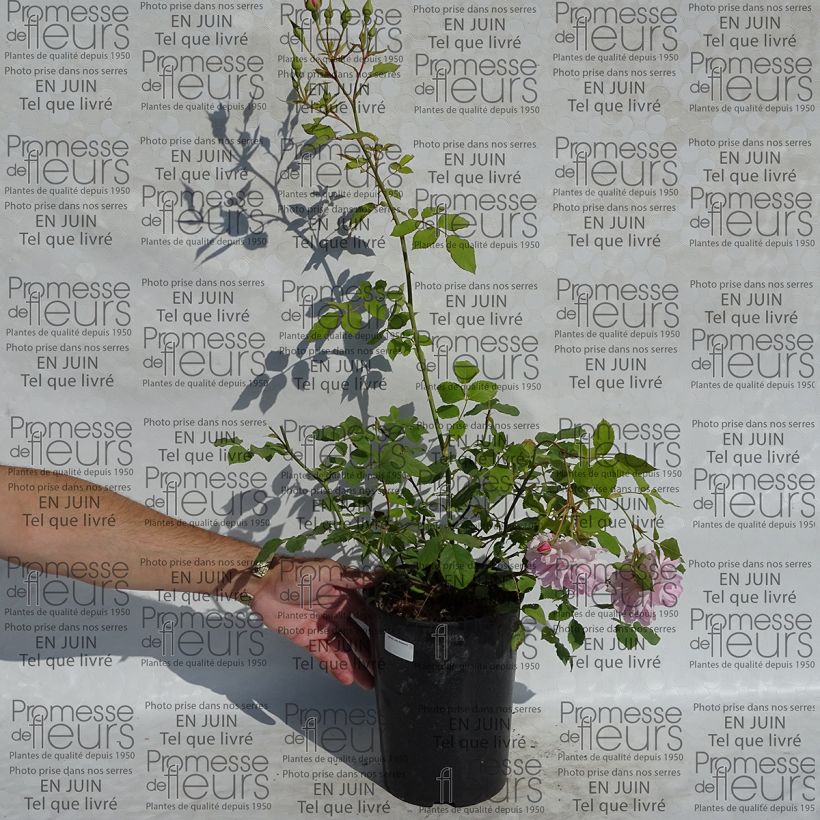 Example of Rosa Lady Salisbury - Englische Rose Topf mit 4L/5L as you get