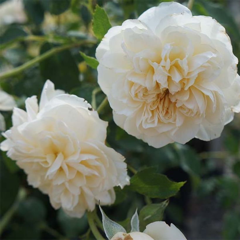 Rosa Lichfield Angel - Englische Rose (Flowering)