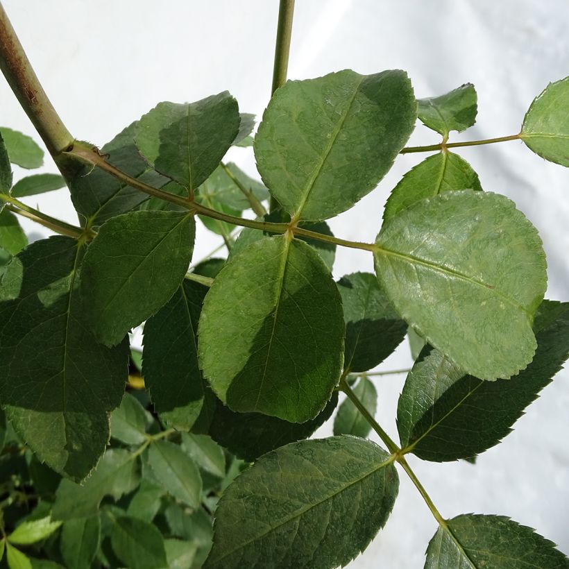 Rosa Lichfield Angel - Englische Rose (Foliage)
