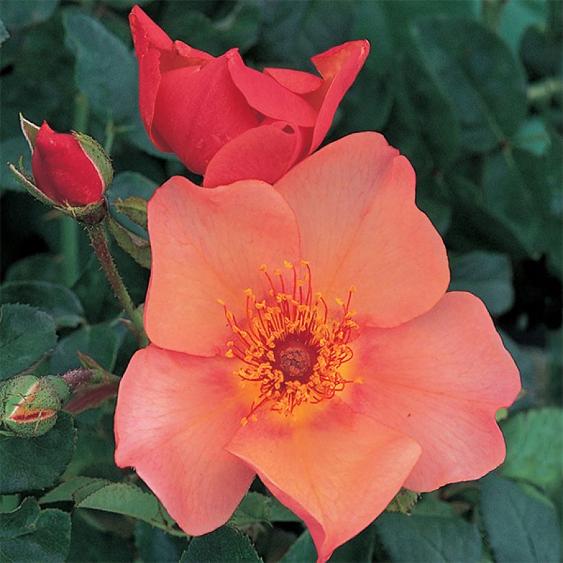 Rosa Morning Mist - Englische Rose (Flowering)