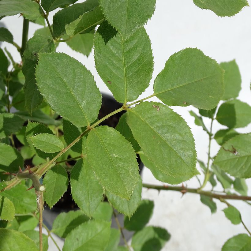 Rosa Morning Mist - Englische Rose (Foliage)