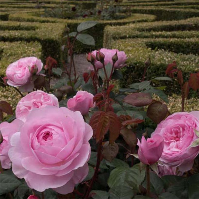 Rosa Olivia Rose Austin - Englische Rose (Flowering)