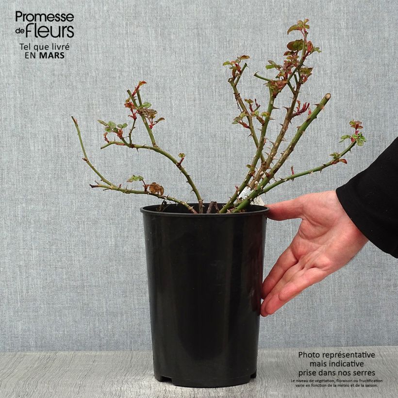 Exemplar von Rosa Princess Alexandra of Kent - Englische Rose Topf mit 4L/5L wie im Winter geliefert