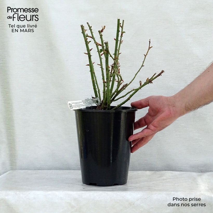 Exemplar von Rosa Royal Jubilee - Englische Rose Topf mit 4L/5L wie im Winter geliefert