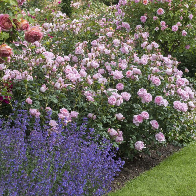 Rosa Scepter'd Isle - Englische Rose (Plant habit)