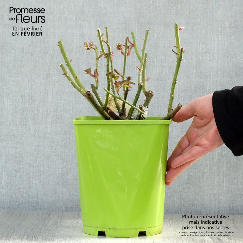 Exemplar von Rosa Sir John Betjeman - Englische Rose Topf mit 4L/5L wie im Winter geliefert