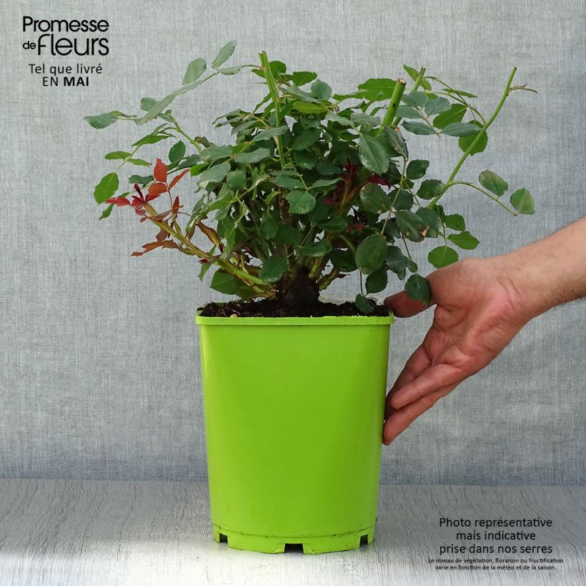 Exemplar von Rosa Sir John Betjeman - Englische Rose Topf mit 4L/5L wie im Frühjahr geliefert