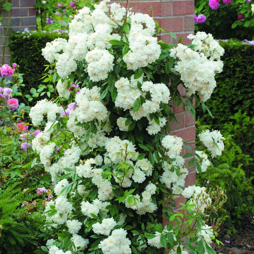 Rosa Snow Goose - Rambler-Rose (Plant habit)