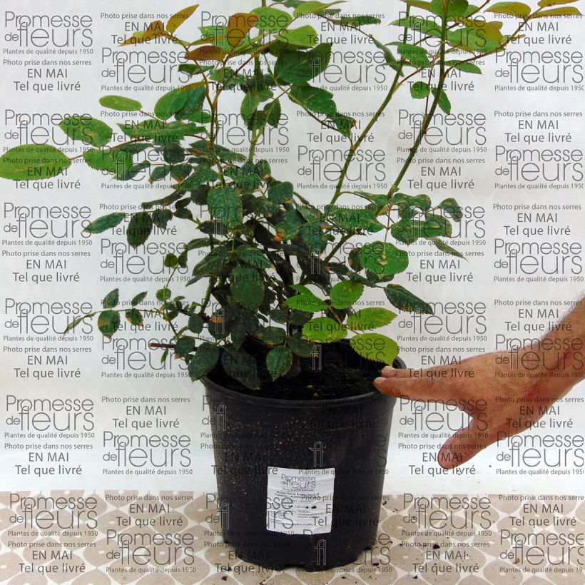 Example of Rosa Spirit of Freedom - Englische Rose Topf mit 4L/5L as you get
