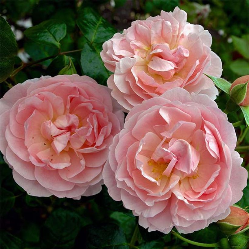 Rosa Strawberry Hill - Englische Rose (Flowering)