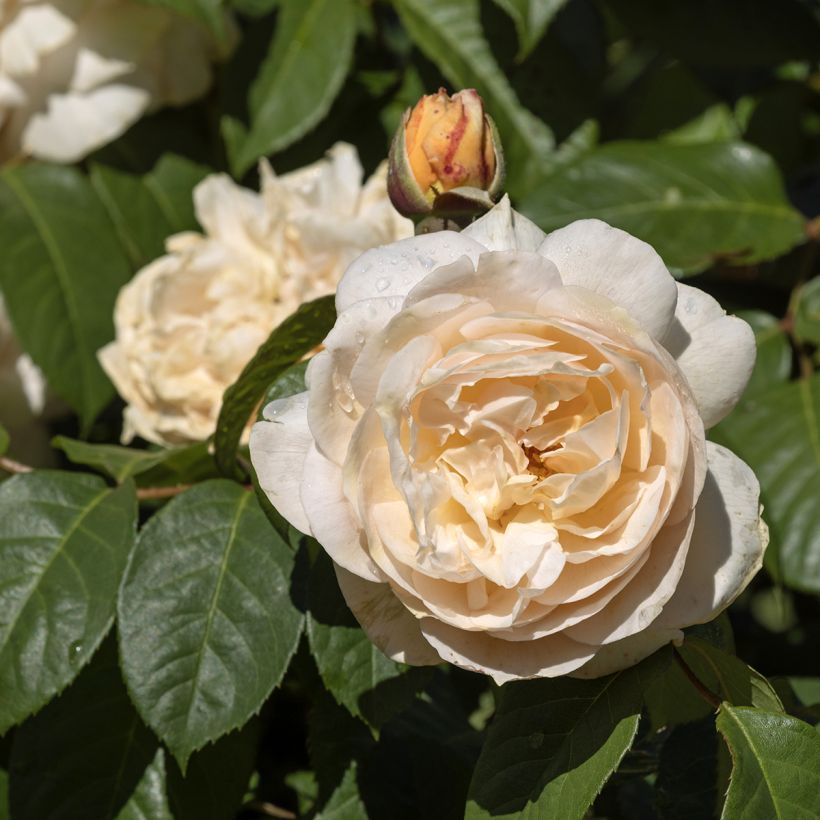 Rosa Sweet Juliet - Englische Rose (Flowering)