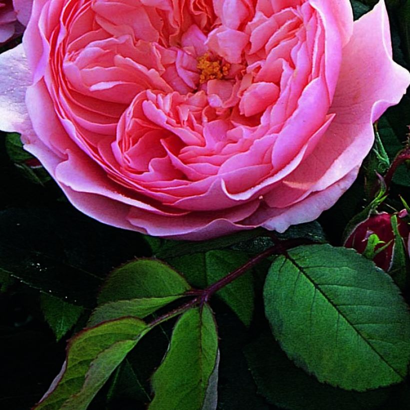 Rosa The Alnwick Rose - Englische Rose (Foliage)