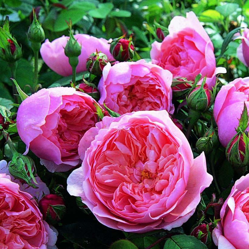 Rosa The Alnwick Rose - Englische Rose (Flowering)