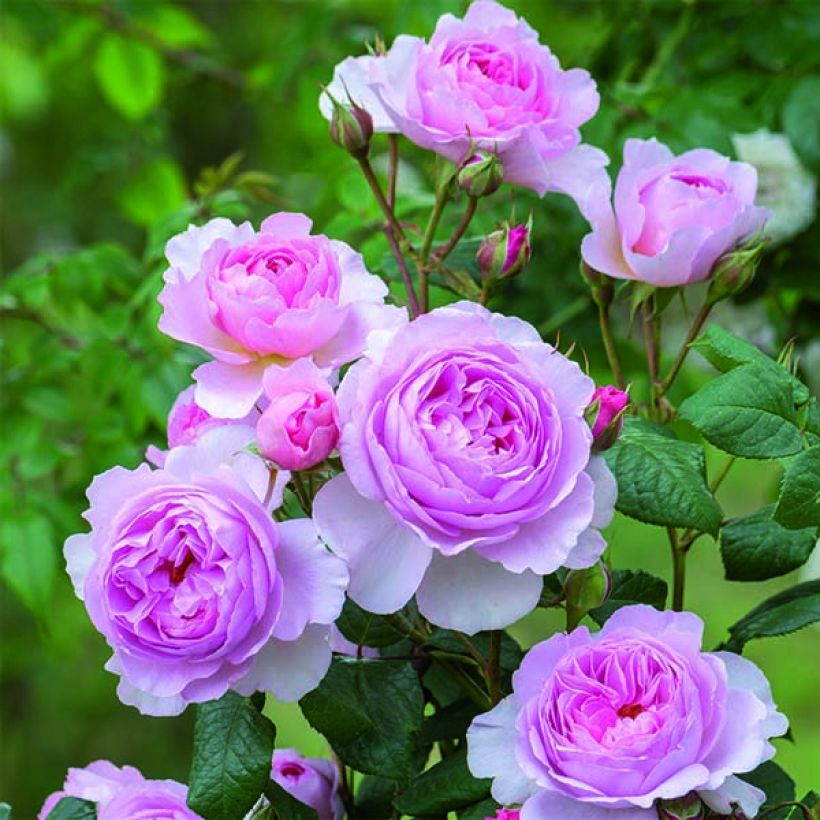 Rosa The Ancient Mariner - Englische Rose (Flowering)