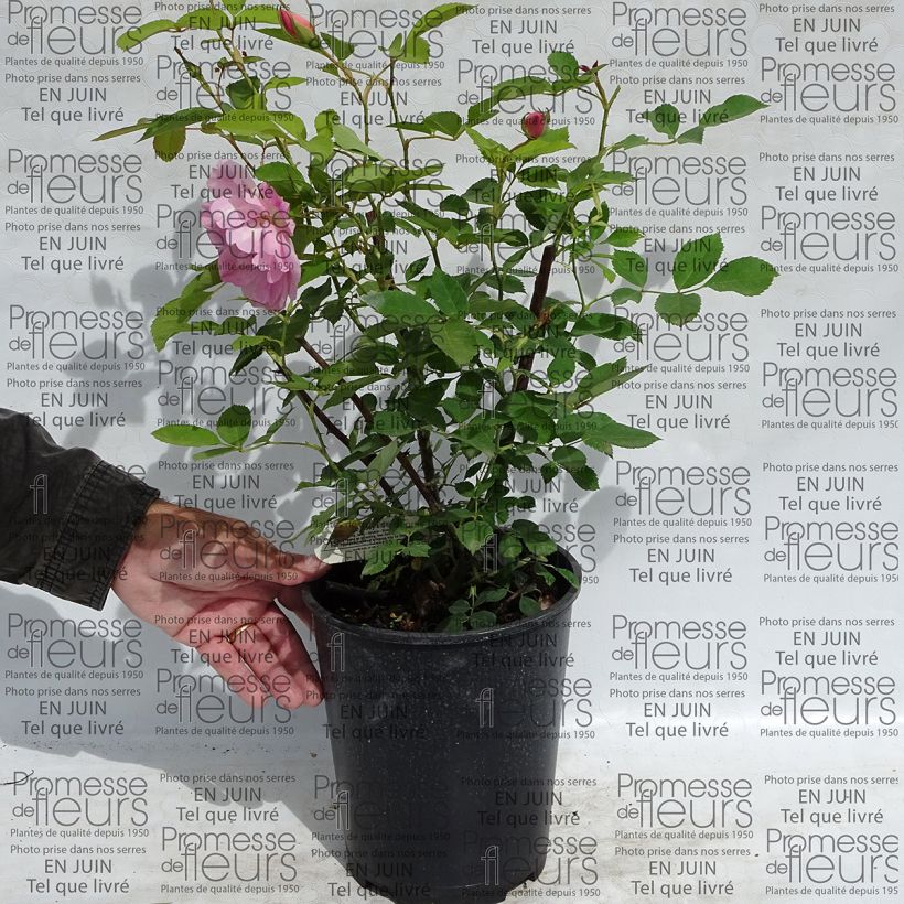 Example of Rosa The Lady's Blush - Englische Rose Topf mit 4L/5L as you get