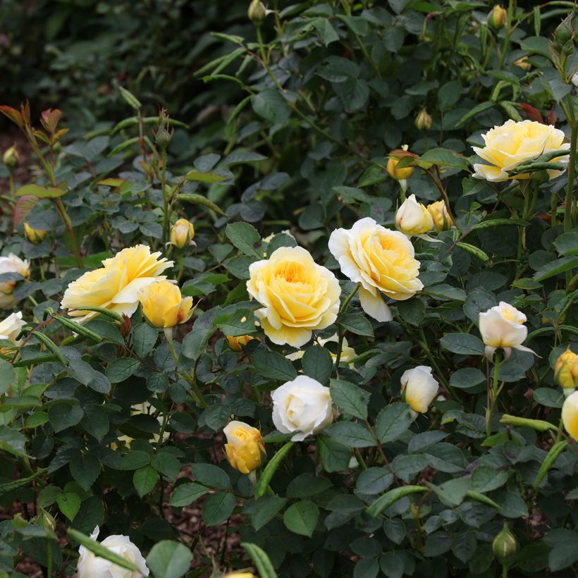 Rosa The Pilgrim - Englische Rose (Plant habit)