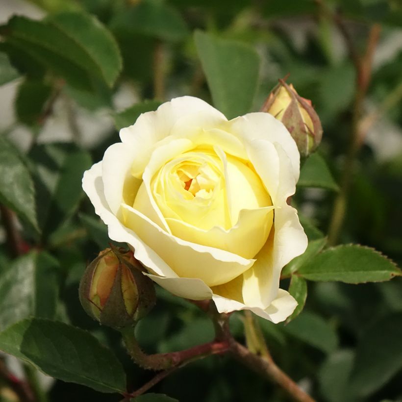 Rosa The Pilgrim - Englische Rose (Flowering)