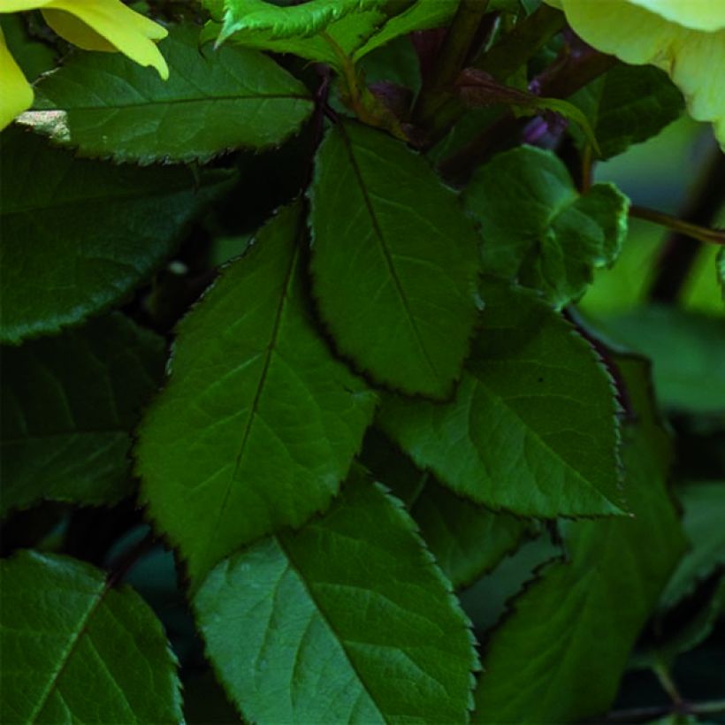 Rosa The Poet's Wife - Englische Rose (Foliage)