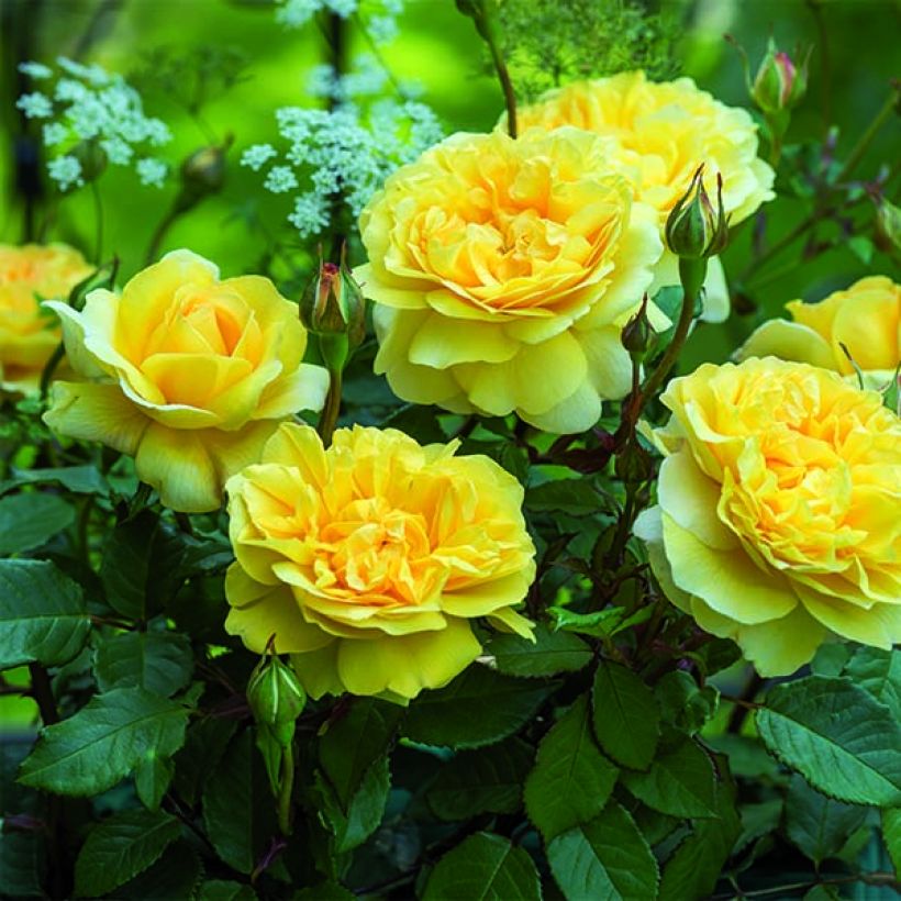 Rosa The Poet's Wife - Englische Rose (Plant habit)
