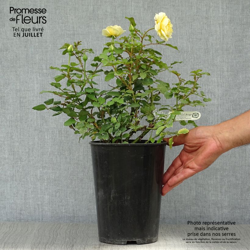 Exemplar von Rosa The Poet's Wife - Englische Rose Topf mit 4L/5L wie im Sommer geliefert