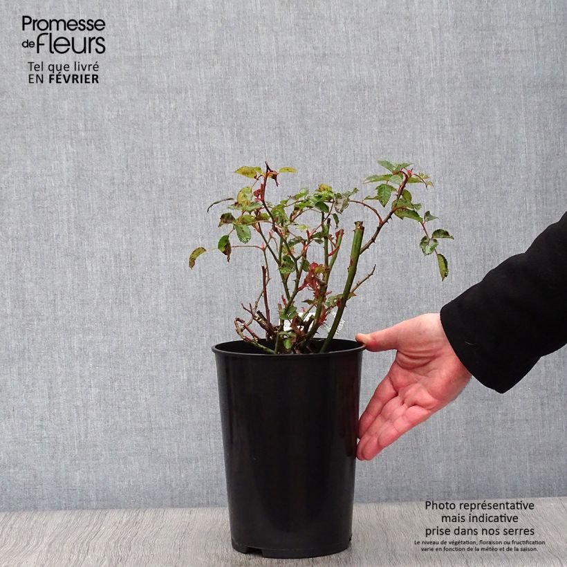 Exemplar von Rosa The Poet's Wife - Englische Rose Topf mit 4L/5L wie im Winter geliefert